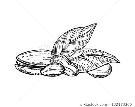 Pistachio nuts with leaves monochrome vector line ink illustration. Healthy dried nut in shell and peeled seeds realistic graphic sketch. For food packaging, cookbooks, health blogs, website design Pistachio nuts with leaves monochrome vector line ink illustration. Healthy dried nut in shell and peeled seeds realistic graphic sketch. For food packaging, cookbooks, health blogs, website design 132173360