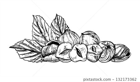 Monochrome vector illustration of pile of shelled hazelnuts with leaves. Etching drawing of hazelnut heap. Food ingredient for packaging, healthy lifestyle blog, culinary recipe, product design Monochrome vector illustration of pile of shelled hazelnuts with leaves. Etching drawing of hazelnut heap. Food ingredient for packaging, healthy lifestyle blog, culinary recipe, product design 132173362