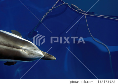 Striped dolphin jumping from underwater on blue sea surface 132173528