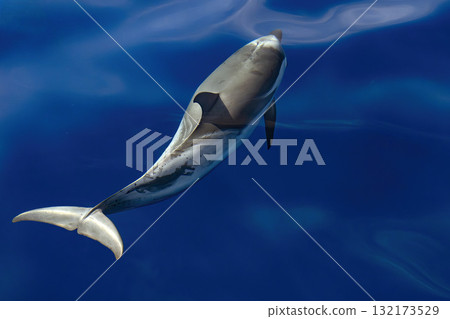 Striped dolphin jumping from underwater on blue sea surface Striped dolphin jumping from underwater on blue sea surface 132173529