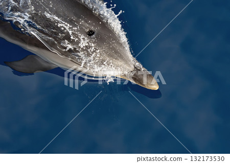 Striped dolphin jumping from underwater on blue sea surface 132173530