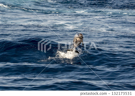 Striped dolphin jumping from underwater Striped dolphin jumping from underwater 132173531