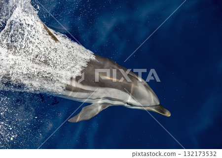 Striped dolphin jumping from underwater Striped dolphin jumping from underwater 132173532