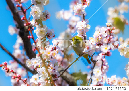 Spring scenery: plum blossoms and Japanese white-eyes Spring scenery: plum blossoms and Japanese white-eyes 132173550