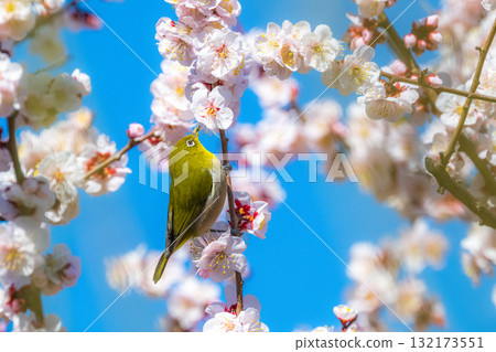 春季風景:梅花與繡眼鳥 春季風景:梅花與繡眼鳥 132173551