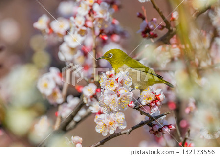Spring scenery: plum blossoms and Japanese white-eyes 132173556
