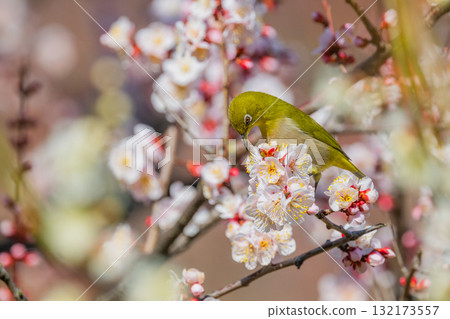 Spring scenery: plum blossoms and Japanese white-eyes Spring scenery: plum blossoms and Japanese white-eyes 132173557