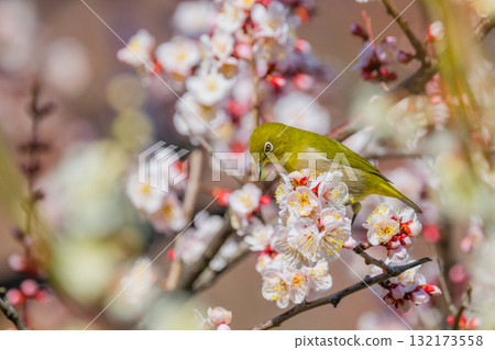 春季風景:梅花與繡眼鳥 春季風景:梅花與繡眼鳥 132173558
