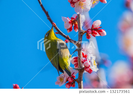 春季風景：梅花與繡眼鳥 132173561
