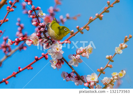 Spring scenery: plum blossoms and Japanese white-eyes Spring scenery: plum blossoms and Japanese white-eyes 132173563