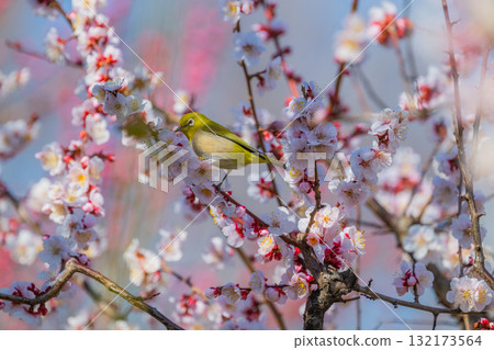 Spring scenery: plum blossoms and Japanese white-eyes 132173564