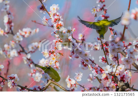 Spring scenery: plum blossoms and Japanese white-eyes Spring scenery: plum blossoms and Japanese white-eyes 132173565
