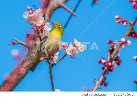 春季風景：梅花與繡眼鳥 132173566