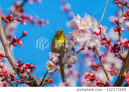 Spring scenery: plum blossoms and Japanese white-eyes Spring scenery: plum blossoms and Japanese white-eyes 132173569