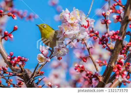 春季風景:梅花與繡眼鳥 春季風景:梅花與繡眼鳥 132173570