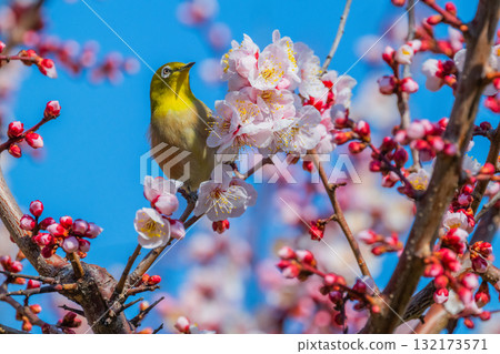 春季風景：梅花與繡眼鳥 132173571
