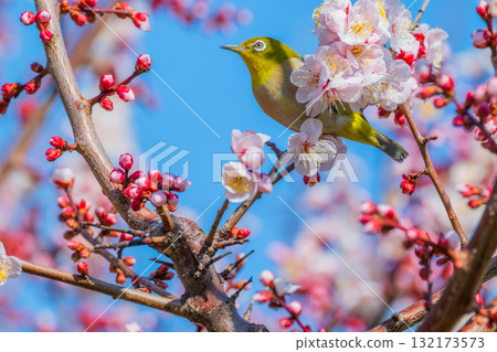 春季風景:梅花與繡眼鳥 春季風景:梅花與繡眼鳥 132173573