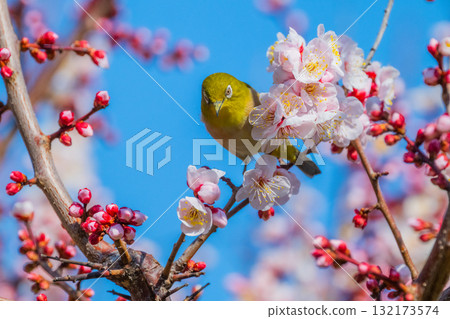 Spring scenery: plum blossoms and Japanese white-eyes 132173574