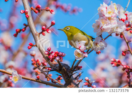 春季風景:梅花與繡眼鳥 春季風景:梅花與繡眼鳥 132173576
