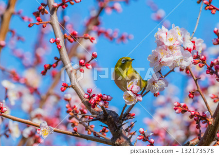 Spring scenery: plum blossoms and Japanese white-eyes 132173578
