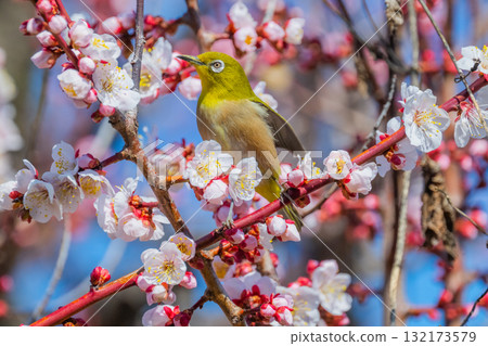 Spring scenery: plum blossoms and Japanese white-eyes Spring scenery: plum blossoms and Japanese white-eyes 132173579