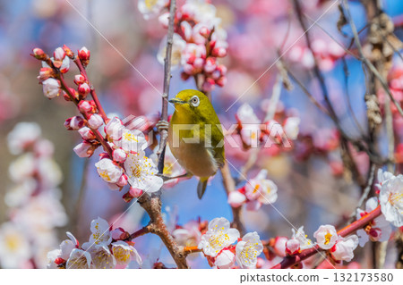 Spring scenery: plum blossoms and Japanese white-eyes Spring scenery: plum blossoms and Japanese white-eyes 132173580