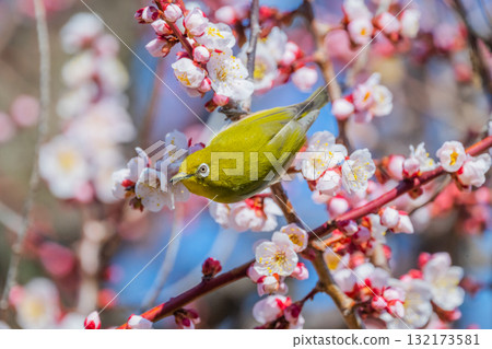 Spring scenery: plum blossoms and Japanese white-eyes Spring scenery: plum blossoms and Japanese white-eyes 132173581