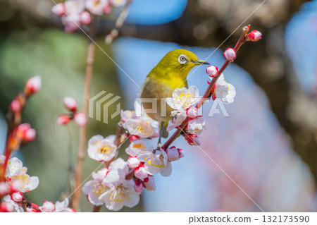 Spring scenery: plum blossoms and Japanese white-eyes 132173590