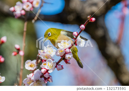 春季風景:梅花與繡眼鳥 春季風景:梅花與繡眼鳥 132173591