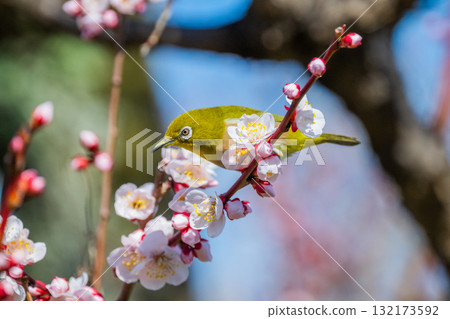 Spring scenery: plum blossoms and Japanese white-eyes 132173592