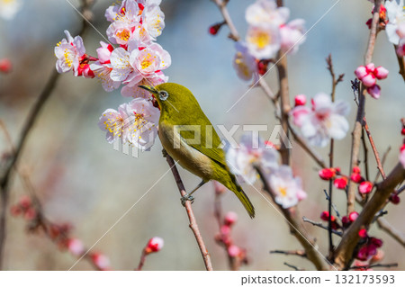 春季風景:梅花與繡眼鳥 春季風景:梅花與繡眼鳥 132173593