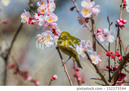 Spring scenery: plum blossoms and Japanese white-eyes Spring scenery: plum blossoms and Japanese white-eyes 132173594