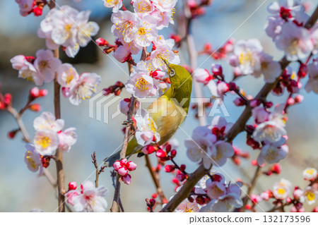 春季風景:梅花與繡眼鳥 春季風景:梅花與繡眼鳥 132173596
