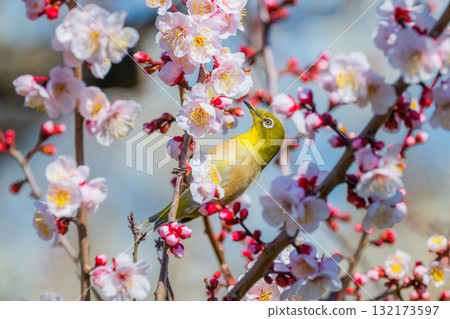 Spring scenery: plum blossoms and Japanese white-eyes Spring scenery: plum blossoms and Japanese white-eyes 132173597