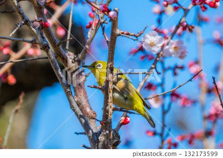 春季風景：梅花與繡眼鳥 132173599