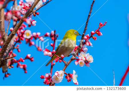 春季風景:梅花與繡眼鳥 春季風景:梅花與繡眼鳥 132173600
