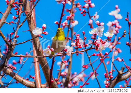 春季風景：梅花與繡眼鳥 132173602