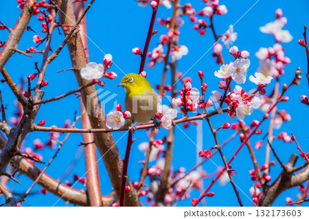 春季風景:梅花與繡眼鳥 春季風景:梅花與繡眼鳥 132173603