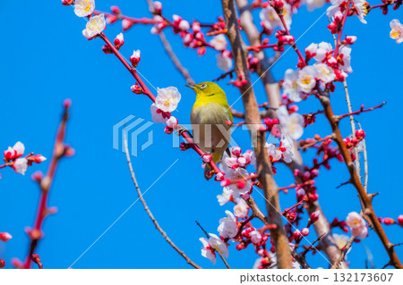 春季風景:梅花與繡眼鳥 春季風景:梅花與繡眼鳥 132173607