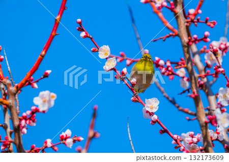 Spring scenery: plum blossoms and Japanese white-eyes Spring scenery: plum blossoms and Japanese white-eyes 132173609