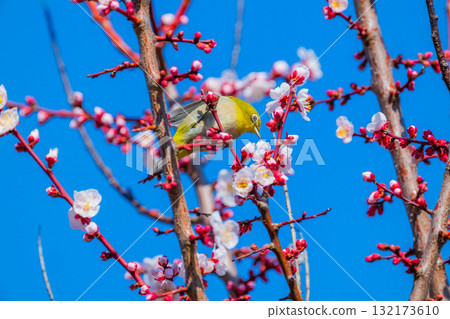 春季風景:梅花與繡眼鳥 春季風景:梅花與繡眼鳥 132173610