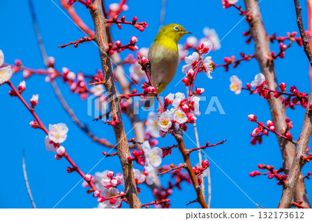 春季風景：梅花與繡眼鳥 132173612
