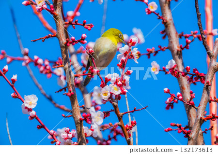 春季風景：梅花與繡眼鳥 132173613