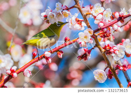春季風景:梅花與繡眼鳥 春季風景:梅花與繡眼鳥 132173615