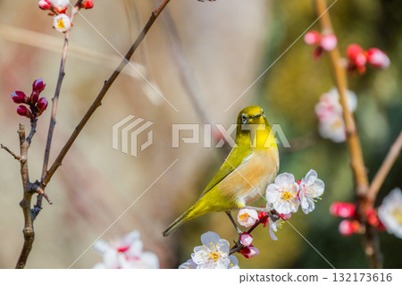 春季風景:梅花與繡眼鳥 春季風景:梅花與繡眼鳥 132173616