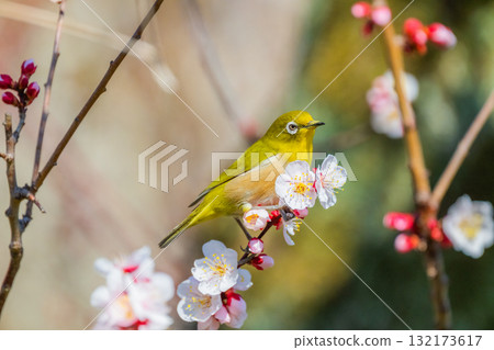 Spring scenery: plum blossoms and Japanese white-eyes Spring scenery: plum blossoms and Japanese white-eyes 132173617