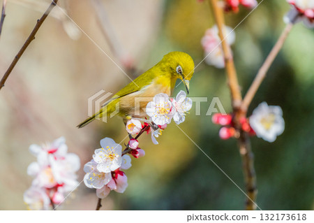 春季風景：梅花與繡眼鳥 132173618