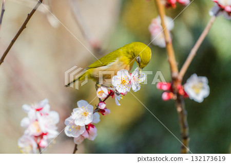 春季風景：梅花與繡眼鳥 132173619