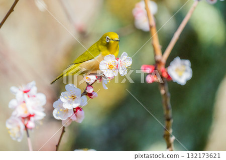 Spring scenery: plum blossoms and Japanese white-eyes Spring scenery: plum blossoms and Japanese white-eyes 132173621