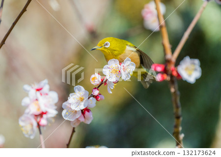 春季風景:梅花與繡眼鳥 春季風景:梅花與繡眼鳥 132173624